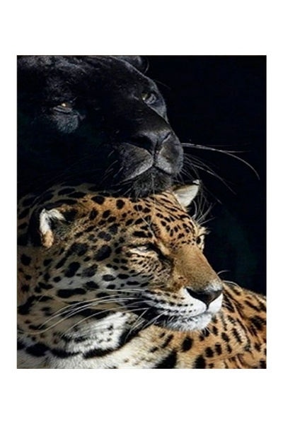 Набір для творчості - алмазна картина "Пантера та леопард" колір різнокольоровий ЦБ-00239574 SKT000959111 фото